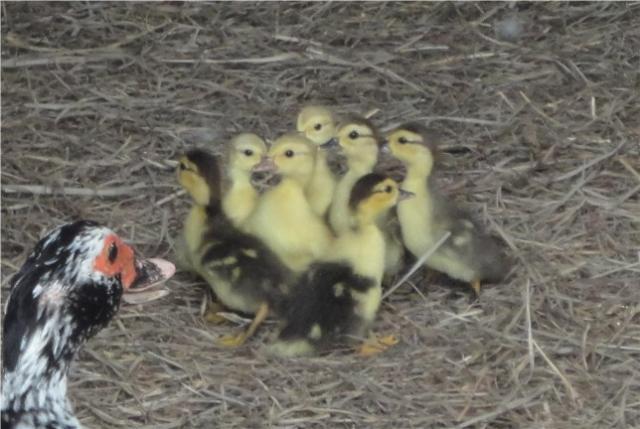 3524_ducklingsandwendy.jpg