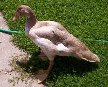 3524_elliotthemuscovyduck.jpg