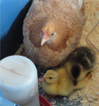 3524_laceyandducklings4.jpg
