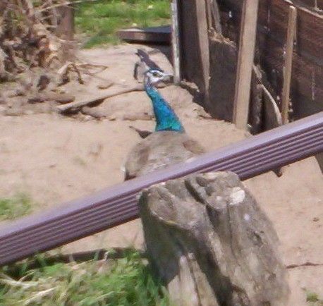 3524_peterpan2.jpg