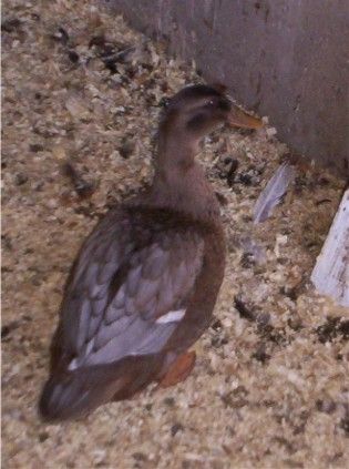 3524_pluckytheolderducky.jpg