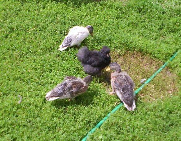 3524_threecallducklingsandsilkychick.jpg