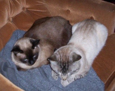 3524_tiganandmotley.jpg