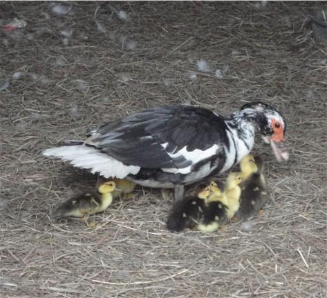 3524_wendyandducklings.jpg