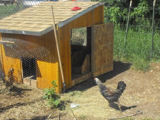 35269_yard_and_stuff_043.jpg
