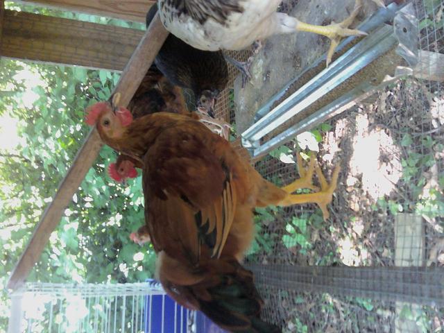 35289_chrischicken.jpg