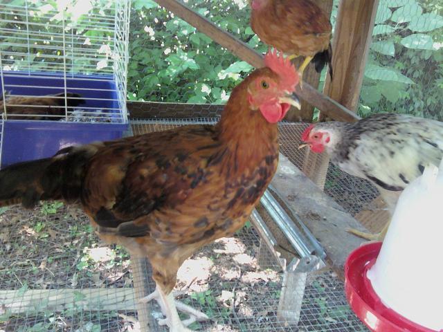 35289_rosiechicken.jpg