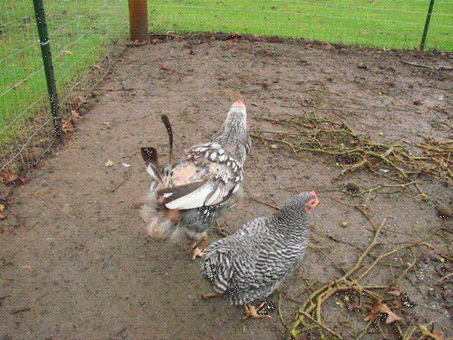 35300_006.gif