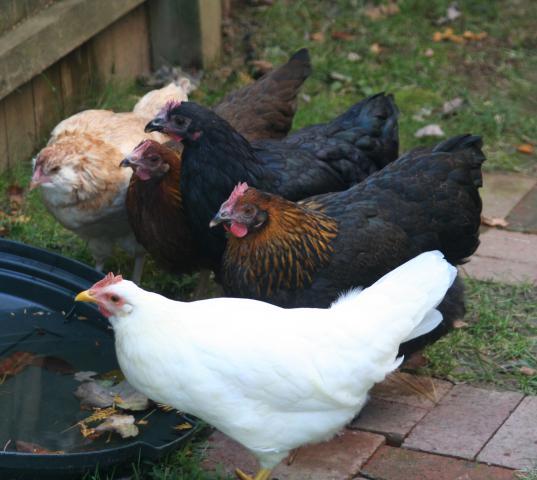 35318_allpullets.jpg