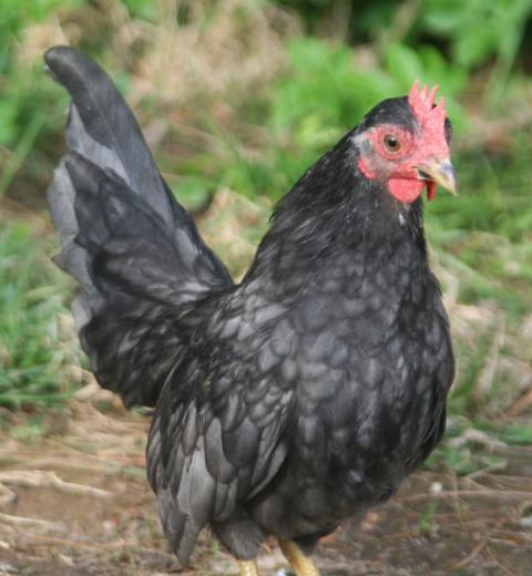 35318_bluecockerel02.jpg