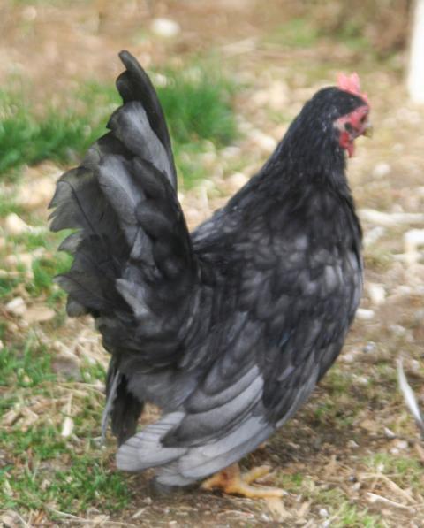 35318_bluecockerel03.jpg