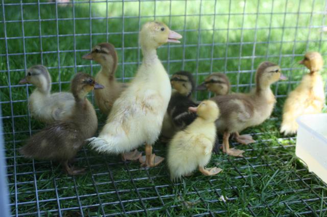 35318_chickenstock_070.jpg