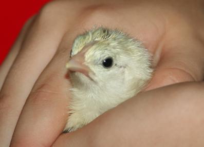 35318_chicks_002.jpg