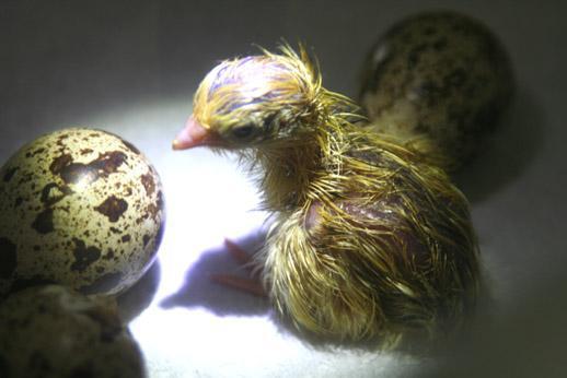 35318_quail01.jpg