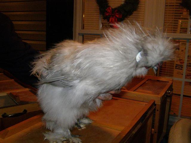 35329_1-2-11_019.jpg