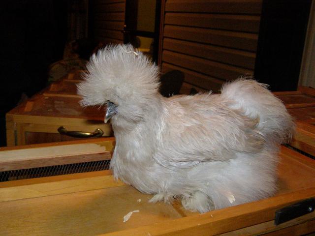 35329_1-2-11_022.jpg