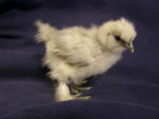 35329_car_and_chickens_040.jpg