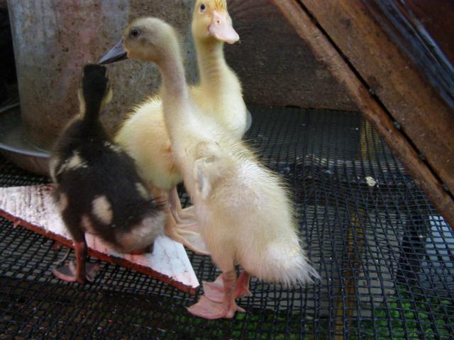 35329_tori_my_tsc_duck_003.jpg