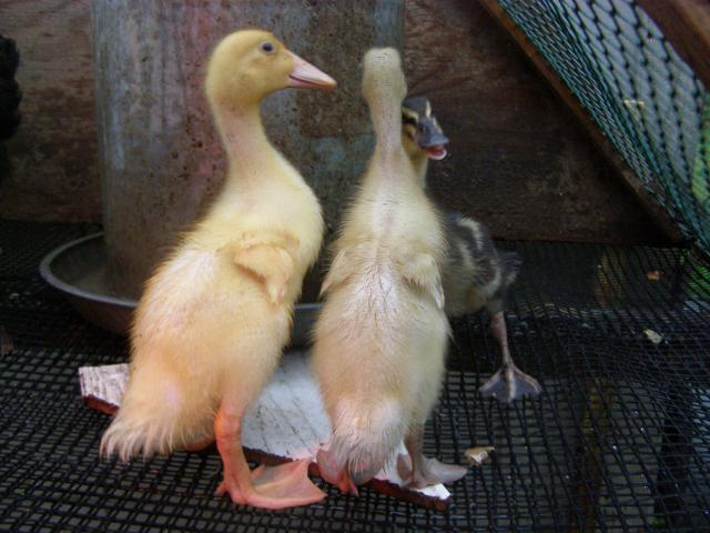 35329_tori_my_tsc_duck_004.jpg