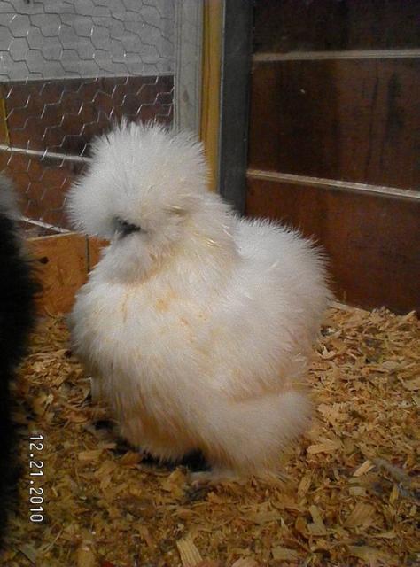 35329_white_pullet.jpg