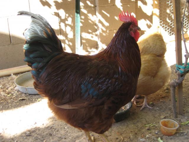 35372_rooster_006.jpg