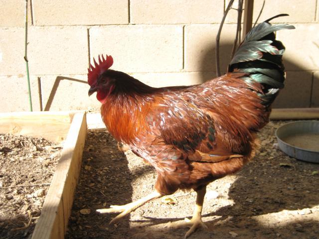 35372_rooster_007.jpg