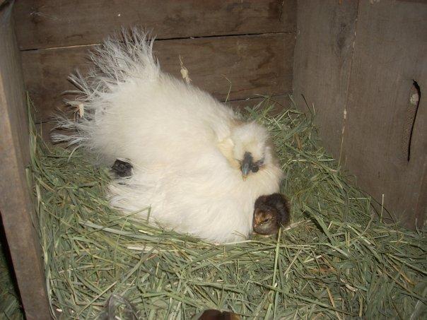 35375_silkie_with_chicks.jpg