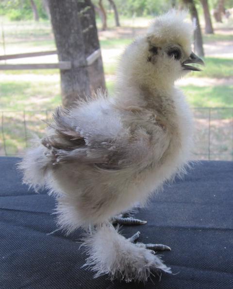 35387_silkie_a.jpg