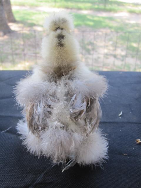 35387_silkie_a3.jpg