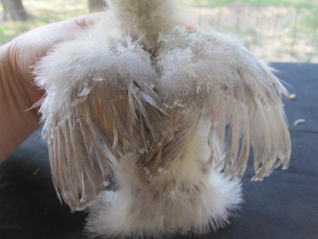 35387_silkie_a4.jpg