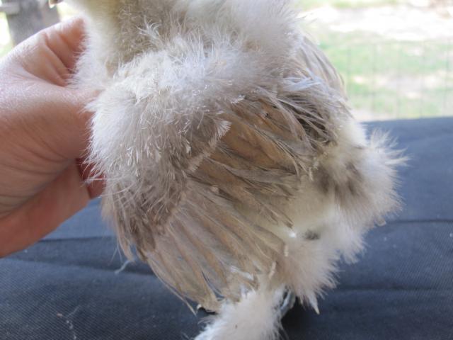 35387_silkie_a5.jpg