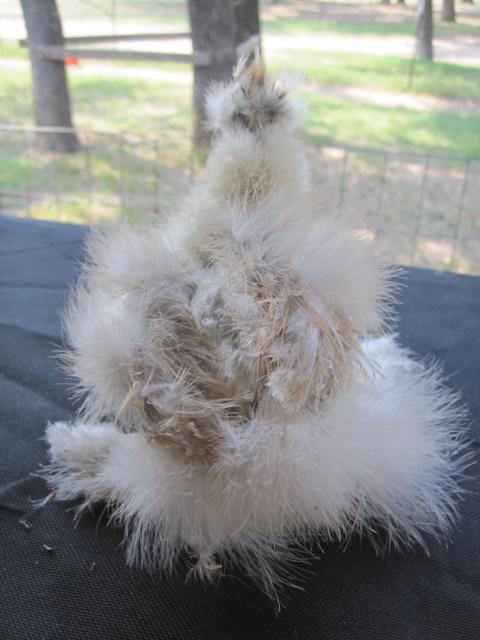 35387_silkie_b2.jpg