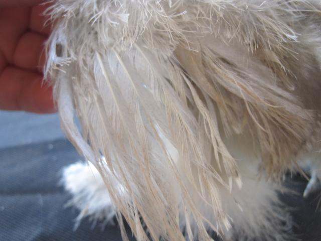 35387_silkie_b3.jpg