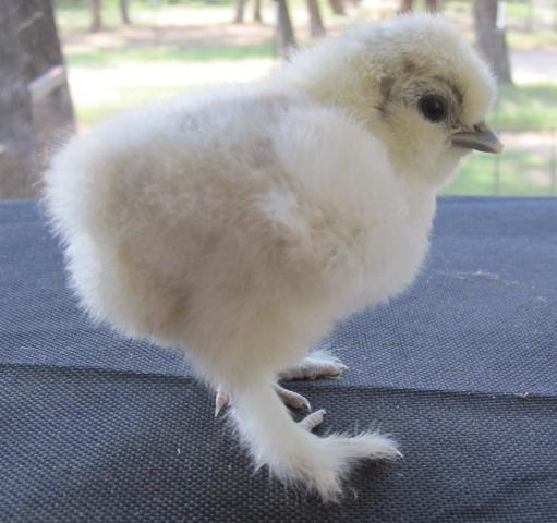 35387_silkie_c.jpg