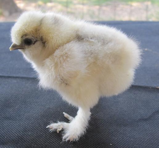 35387_silkie_c3.jpg