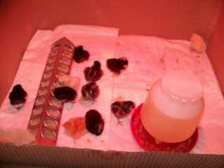 35388_chiks_023.jpg