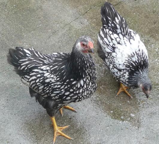35389_chicken_1_in_front-chicken_3_in_background.jpg