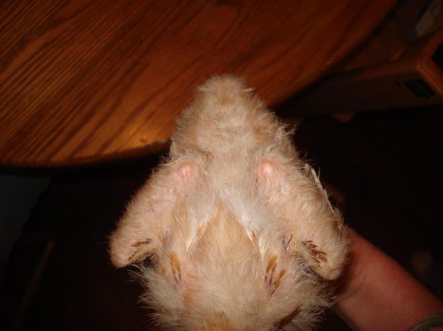 35404_oddchicken3.jpg