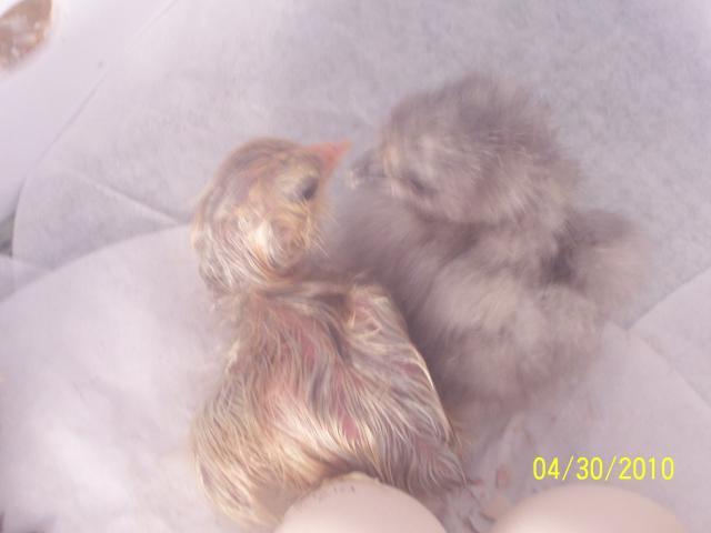 35407_100_4437.jpg