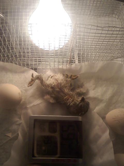 35407_1st_pip_zip_hatch.jpg