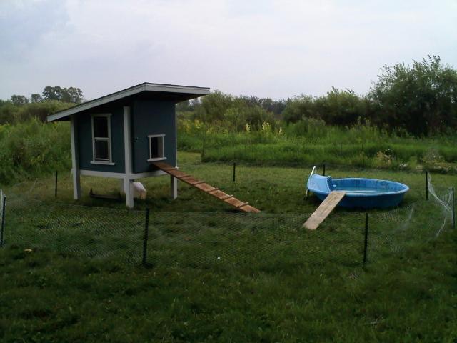 35407_duck_coop_done.jpg