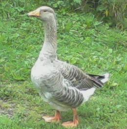 35420_goose_1.jpg