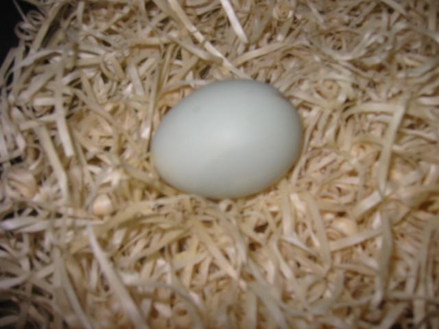 35494_chickens_342.jpg
