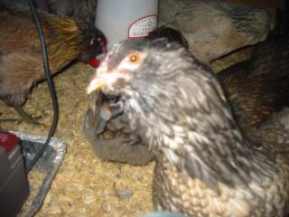 35494_chickens_372.jpg