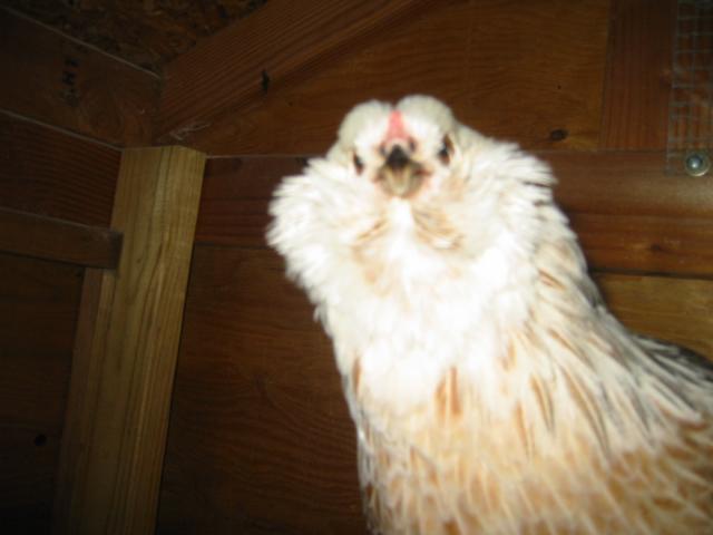 35494_chickens_387.jpg