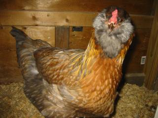 35494_chickens_409.jpg