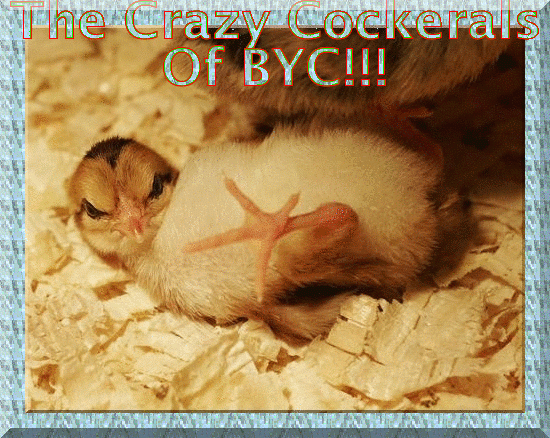 35494_cute-chicks-28007396686-iaza.gif