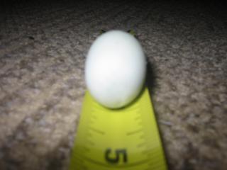 35494_rotten_egg_and_hhi_029.jpg