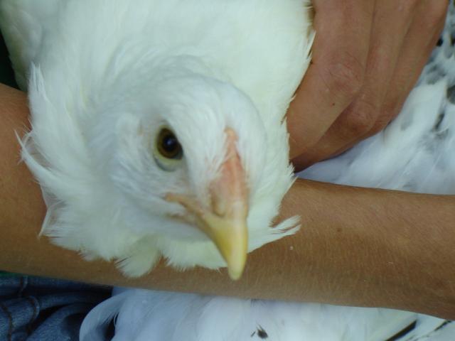 35531_ellie_and_chickens_june_2010_327.jpg
