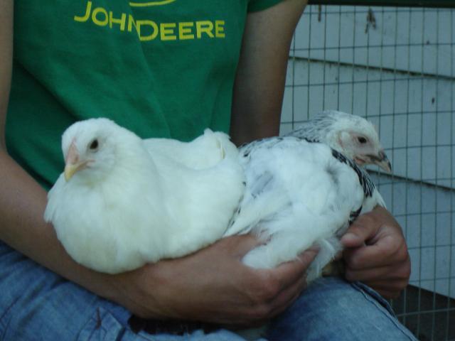 35531_ellie_and_chickens_june_2010_333.jpg